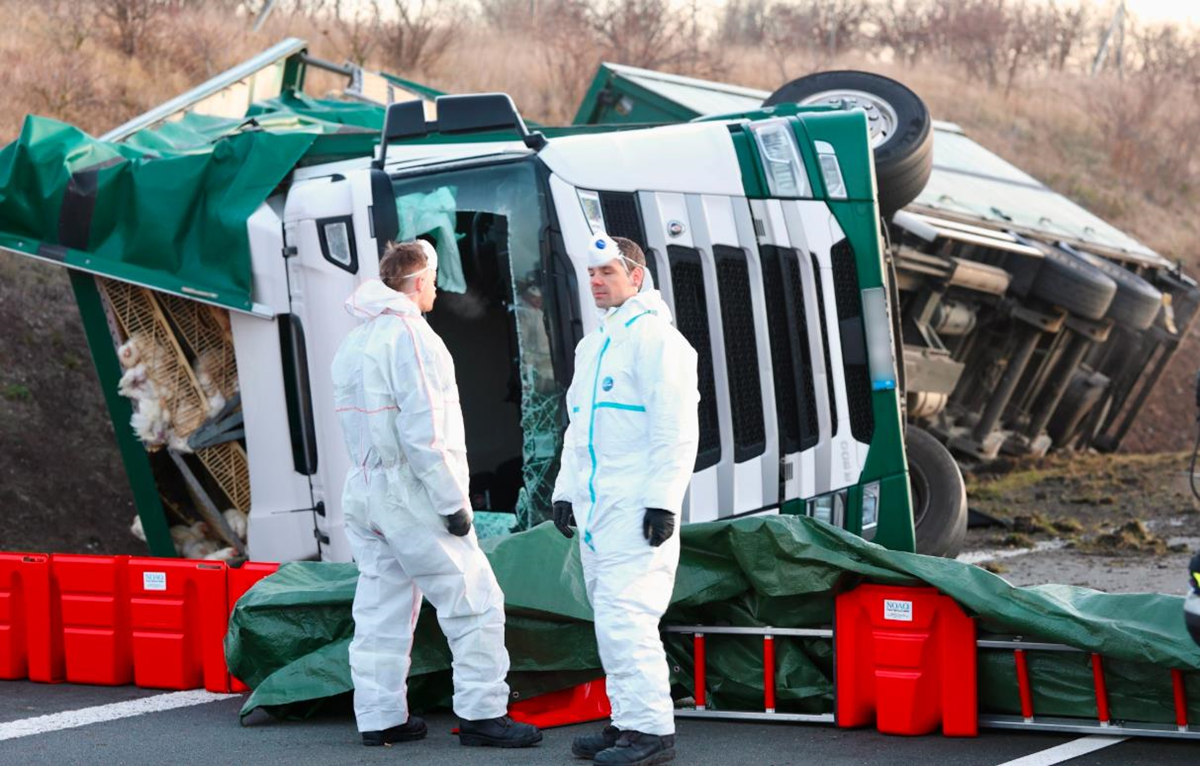 Новини світу - Тисячі курей розбіглися з місця масштабної ДТП у Німеччині